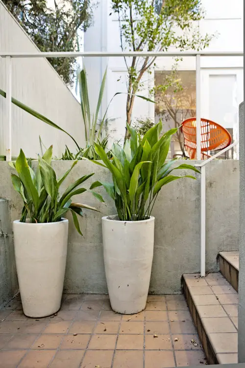 In Tall White Planters by the Garden Stairs