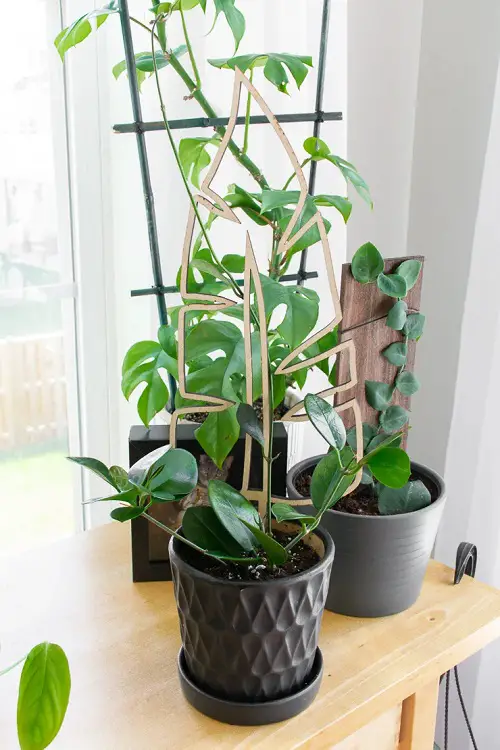 Grow hoya in a Pot on a Side Table Climbing up a Trellis
