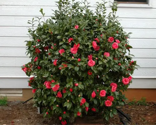 Stunning Flowers that Start with 'C'