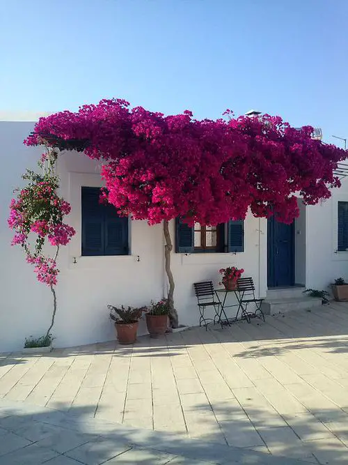 A Large and Wide Bougainvillea at the Front