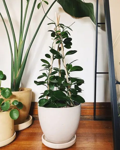 Showcase it in a Shiny White Pot on the Floor