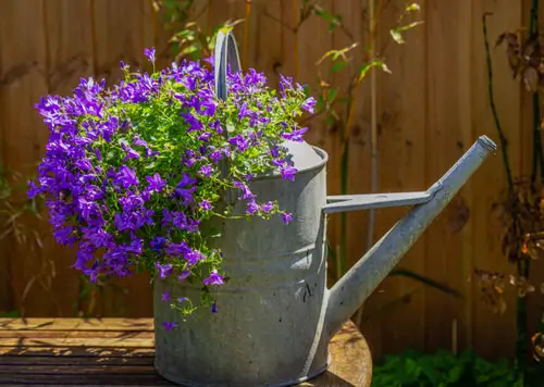Gorgeous Blossoms that Begin with 'C'