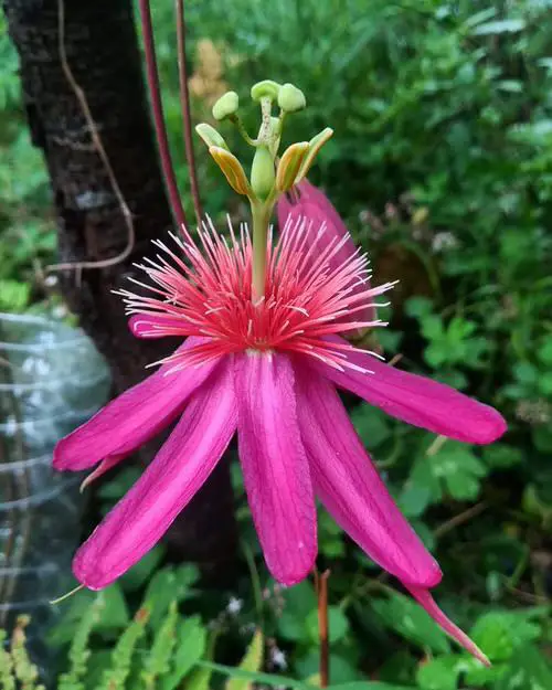 top  Best Passion flower Varieties