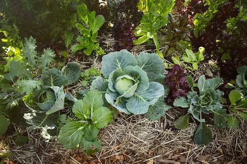 Growing Vegetables in Complete Shade