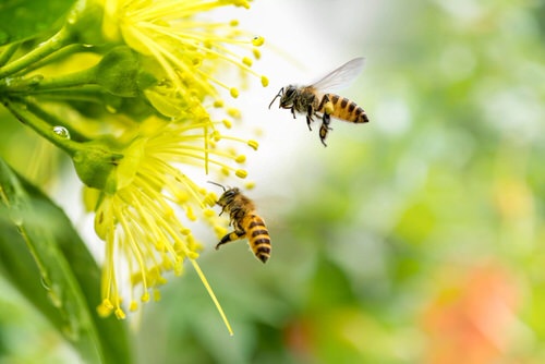 Attract Bees To Pollinate in Your Garden
