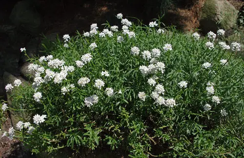 best Gorgeous Blossoms that Begin with 'C'