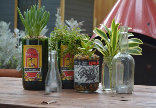 Succulents in Bottles