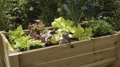 Diy Herbs on Portable Raised Bed