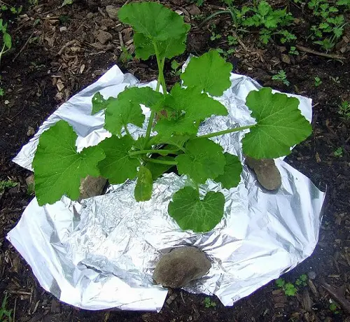 Wrap Foil Around Squash