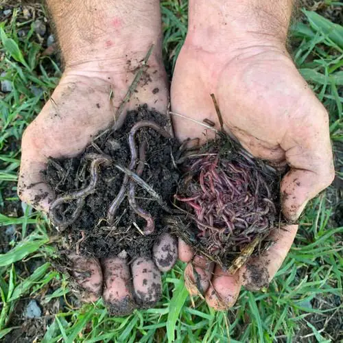 Feed the Worms