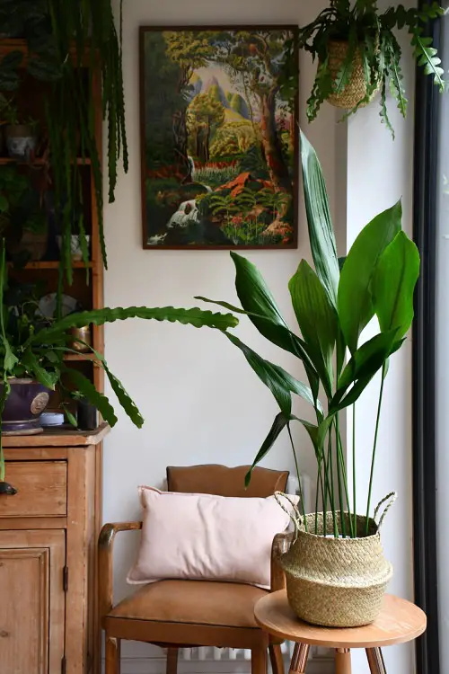 With Hanging Plants and Paintings