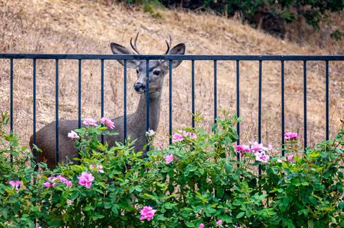 How to Keep Deer Away from Mums