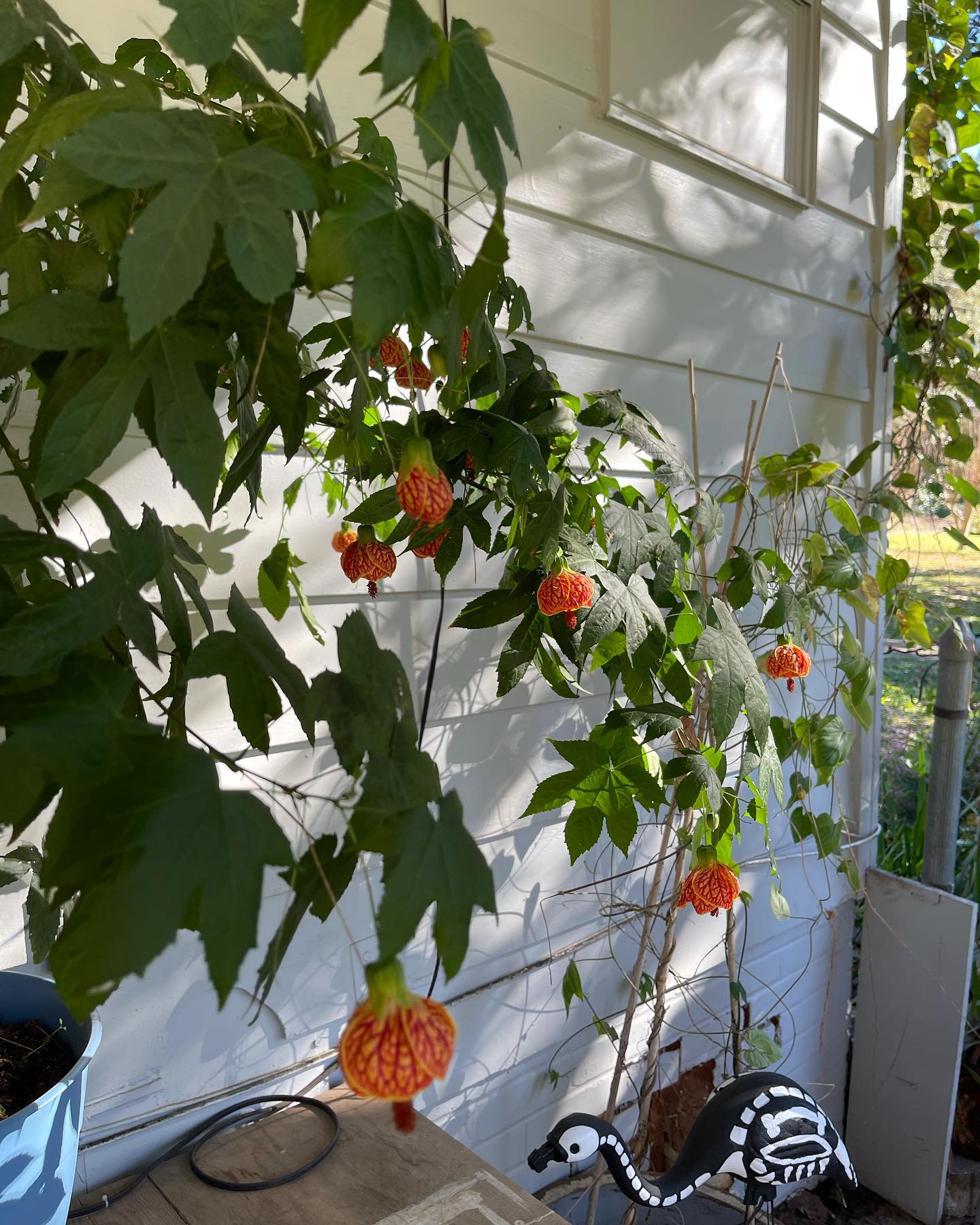 best Small Flowering Vines for Trellises