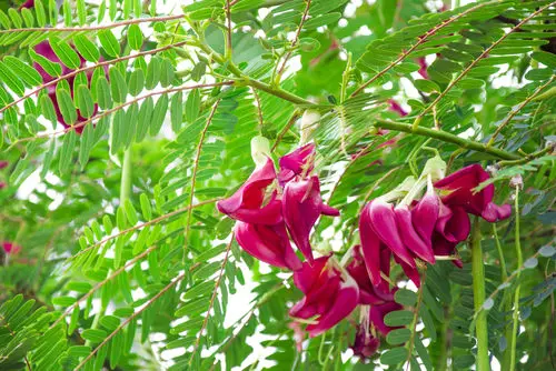 best Flowers You Can Cook