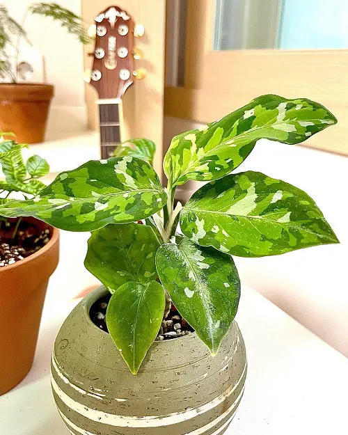 Aglaonema Pictum Tricolor