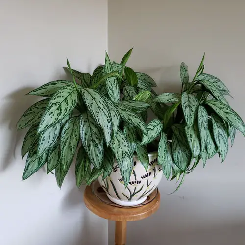 top Lesser Known Aglaonema Varieties You Should Not Miss