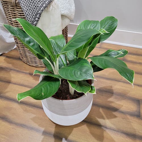 Varieties of Aglaonema That Are Less Known