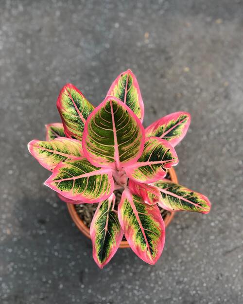Aglaonema Varieties That Are Less Known But Still Important