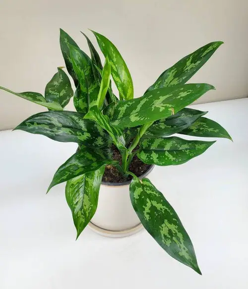 Some Less Common Aglaonema Varieties