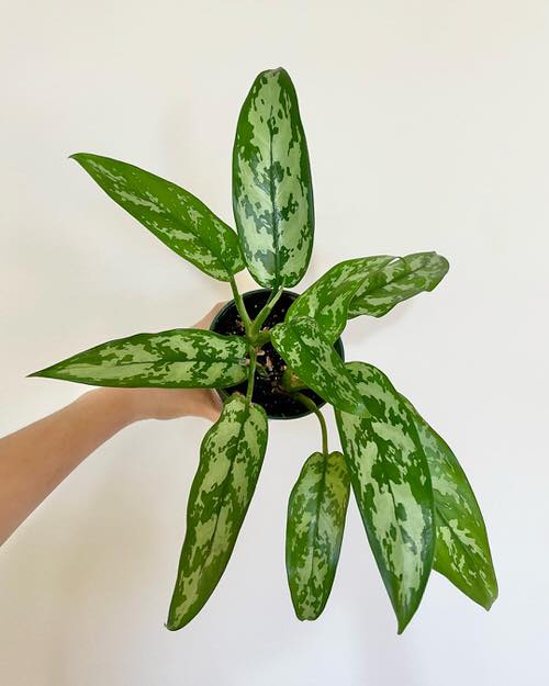 Lesser Known Aglaonema Varieties