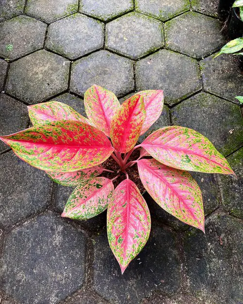Lesser Known Aglaonema Varieties