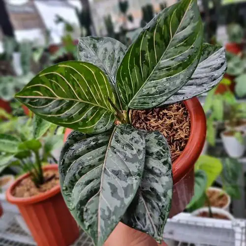 Varieties of Aglaonema That Are Less Known But Still Important