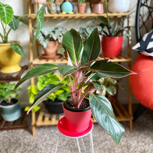 top Some Less Common Aglaonema Varieties