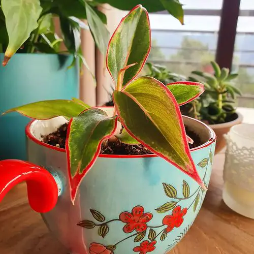 Aglaonema Varieties You Should Not Miss