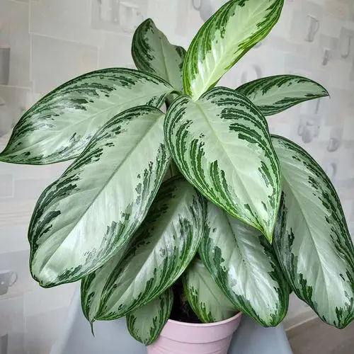top Lesser Known Aglaonema Varieties You Should Not Miss