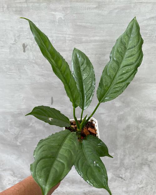beautiful Lesser Known Aglaonema Varieties
