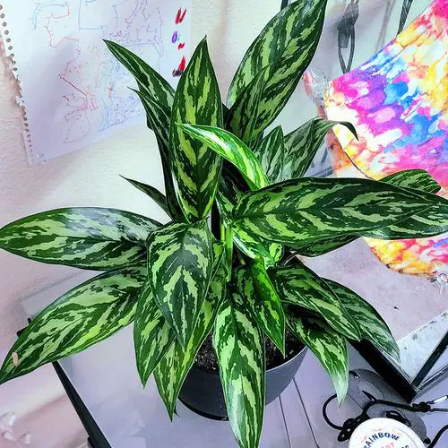 top Some Less Common Aglaonema Varieties