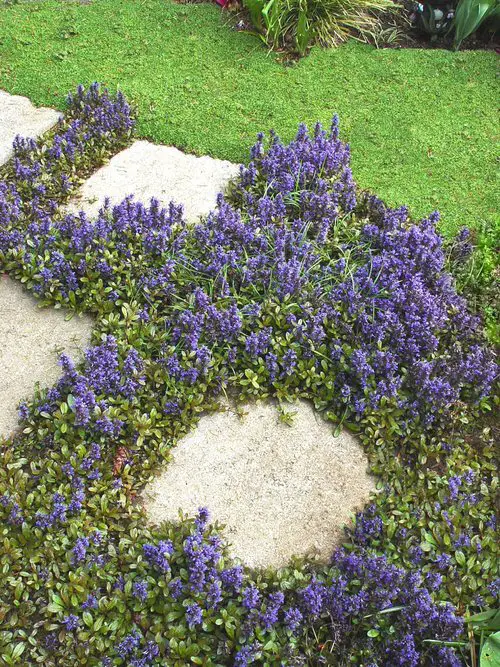 Beautiful Plants to Grow in the Vessels and Cracks 