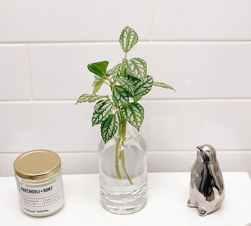 Home Office aluminium plant Grow in Water