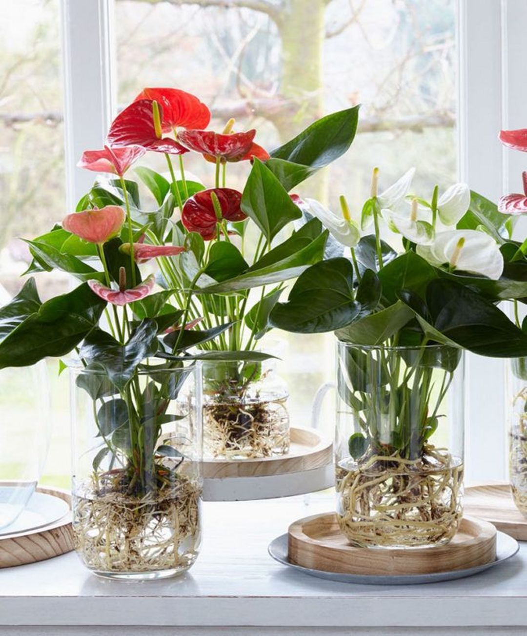 Home Office anthurium plant Grow in Water