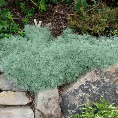 Gorgeous Plants for Garden Cracks