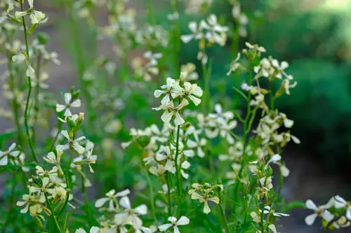 top Cookable Flowers