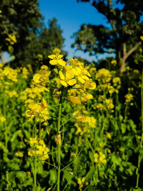 top Flowers that are Vegetables