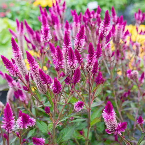 top Types of Celosia 