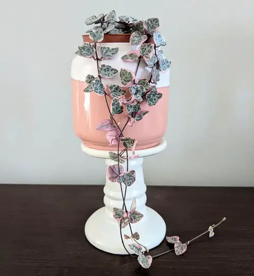 top Beautiful Types of String of Hearts Varieties