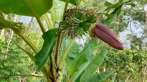 Flowers You Can Prepare