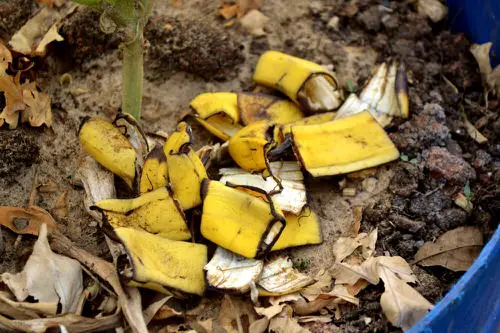 Banana Peels fertilizer