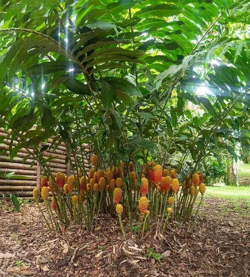 top Types of Ginger Plants 