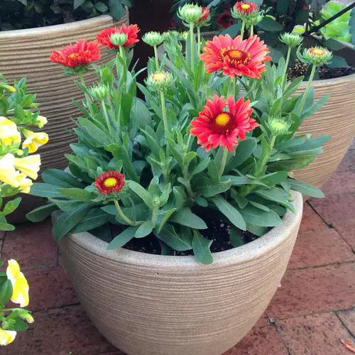 best Low-Maintenance Flowers Adaptable to High Heat and Temperatures
