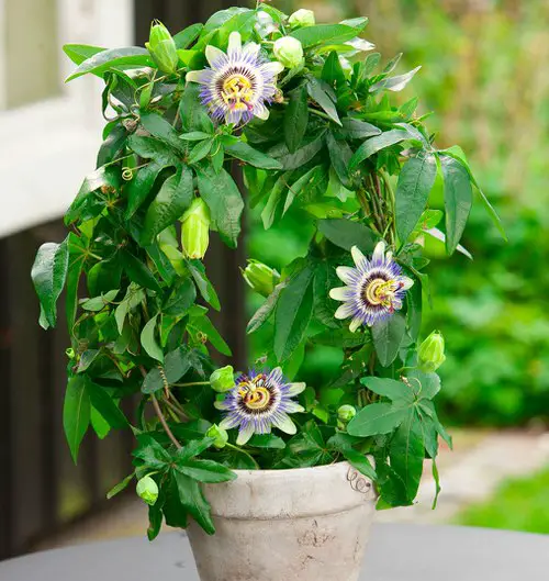 Types of Passionflower Vines