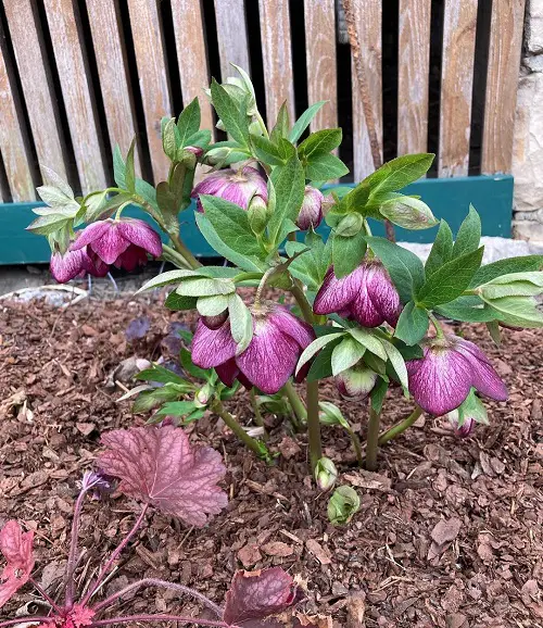 Best Types of Hellebore in garden