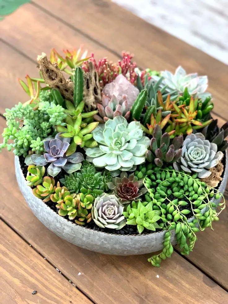 Group Small Succulents