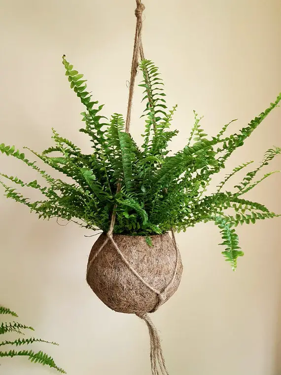Top Houseplants for Basket Hangings