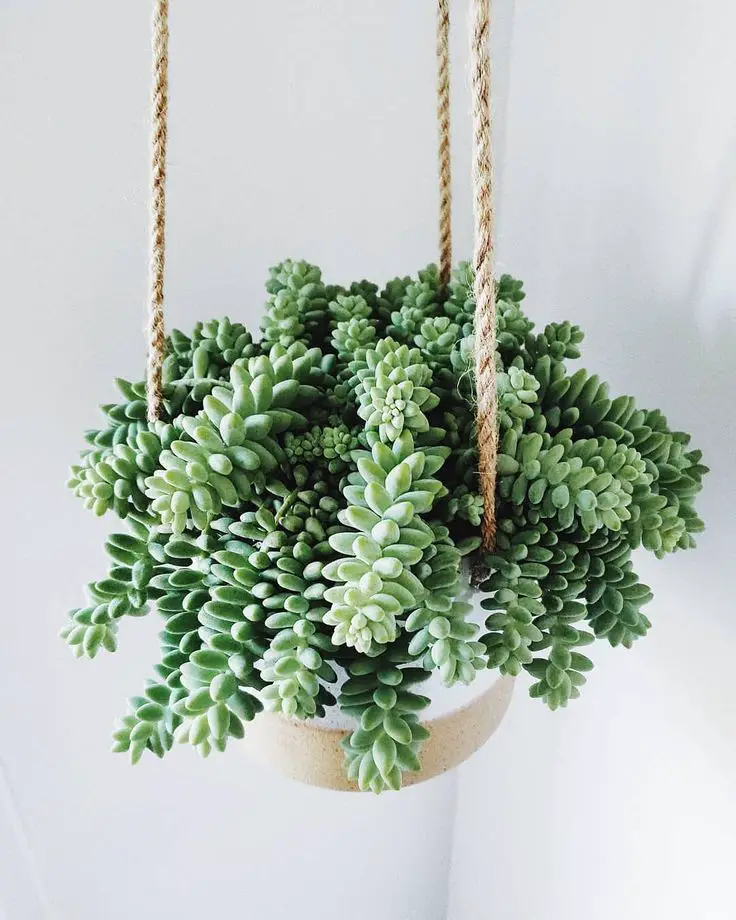 Best plants for Hanging Baskets 
