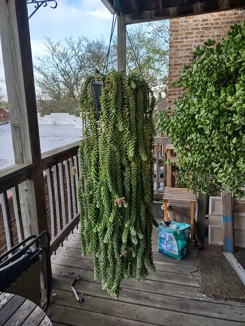 Trailing Succulents For Hanging Baskets 2