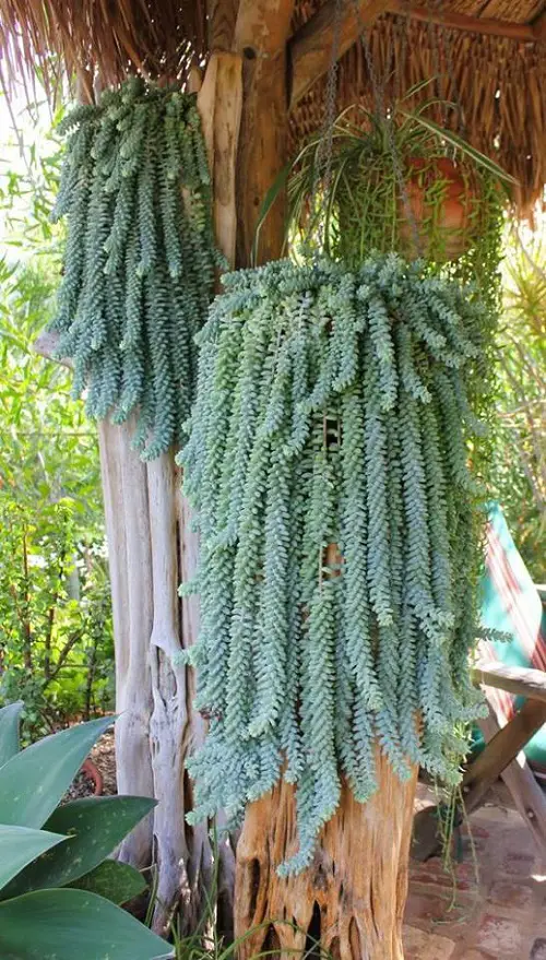 Trailing Succulents For Hanging Baskets 2